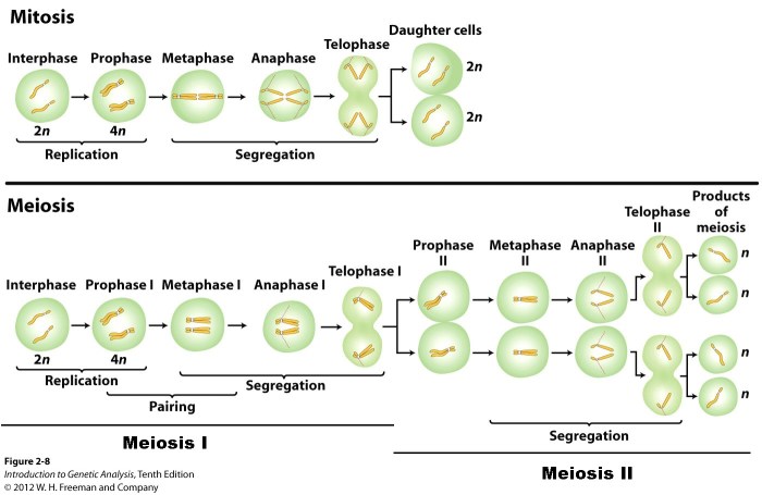 Meiosis and mitosis comparison worksheet