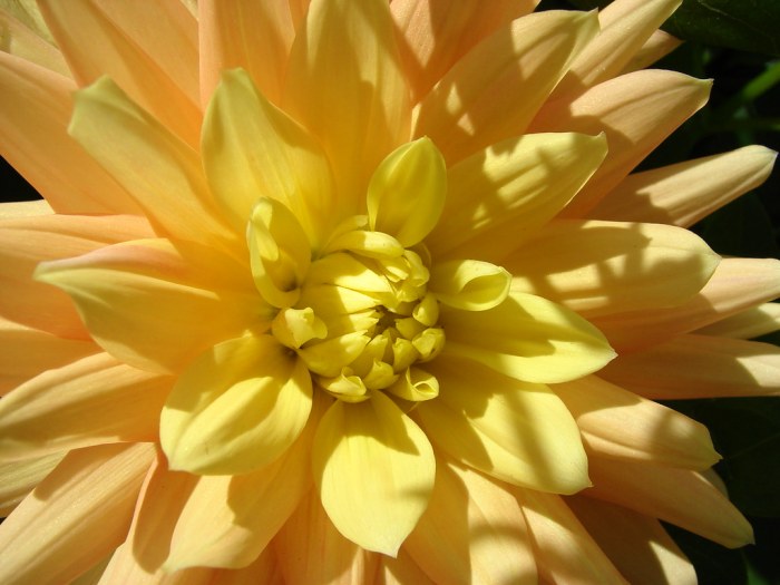 Dahlias dahlia parsons disappoint don albert bloom decorative