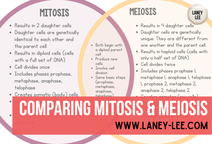 Meiosis and mitosis comparison worksheet