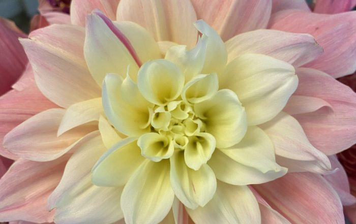 Dahlia peach