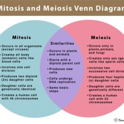 Mitosis meiosis subject