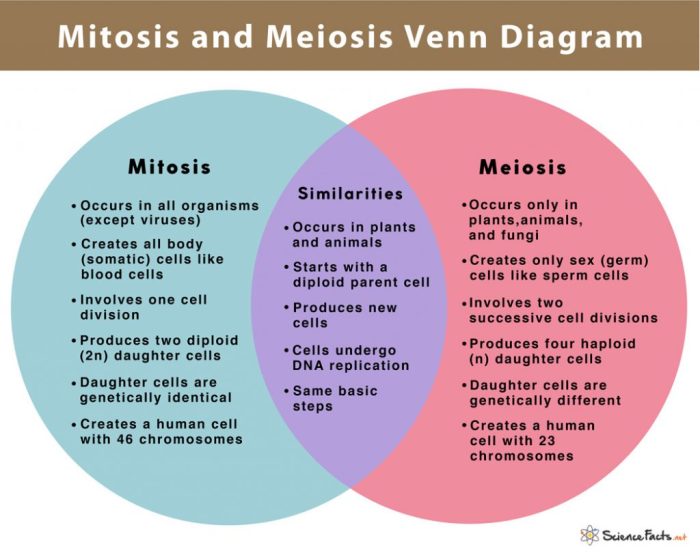 Mitosis meiosis subject