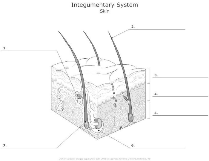 Integumentary system worksheet answers pdf