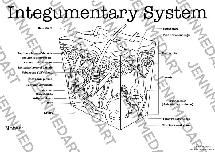 Integumentary system worksheet answers pdf