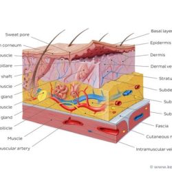 Integumentary system worksheet answers pdf