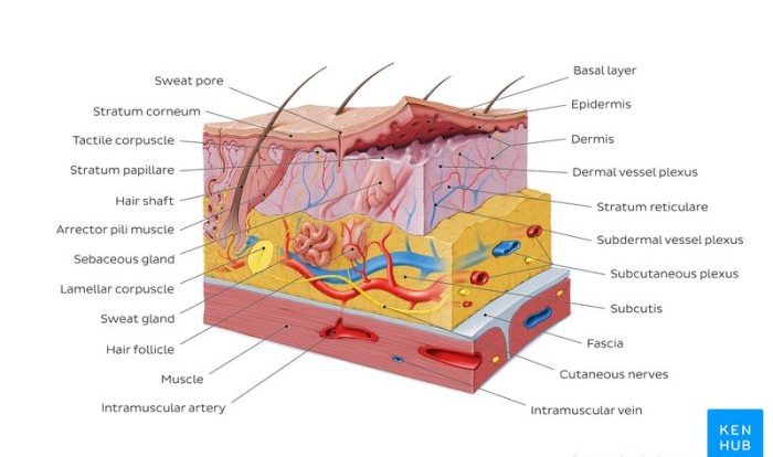 Integumentary system worksheet answers pdf