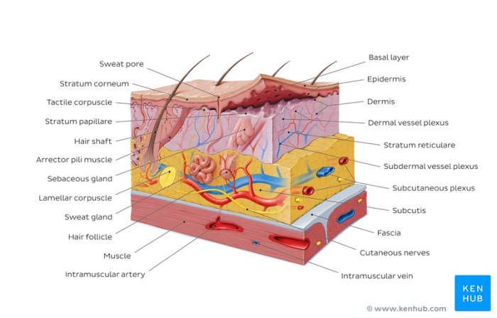 Integumentary system worksheet answers pdf