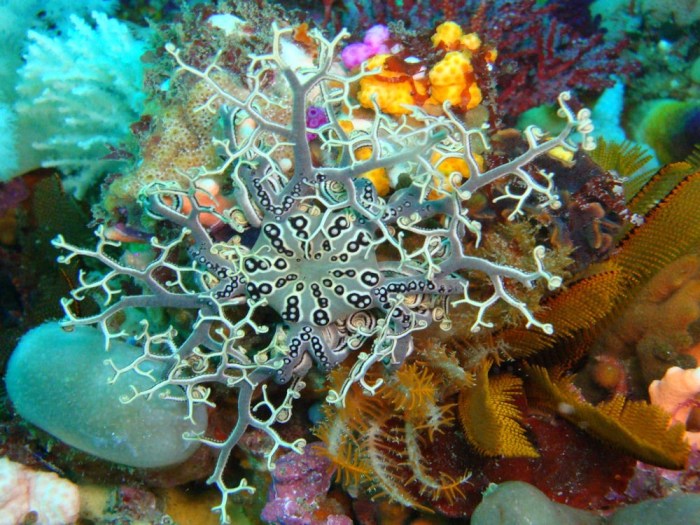 Select the true statements concerning echinoderms