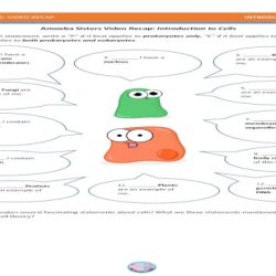 Amoeba sisters introduction to cells answer key