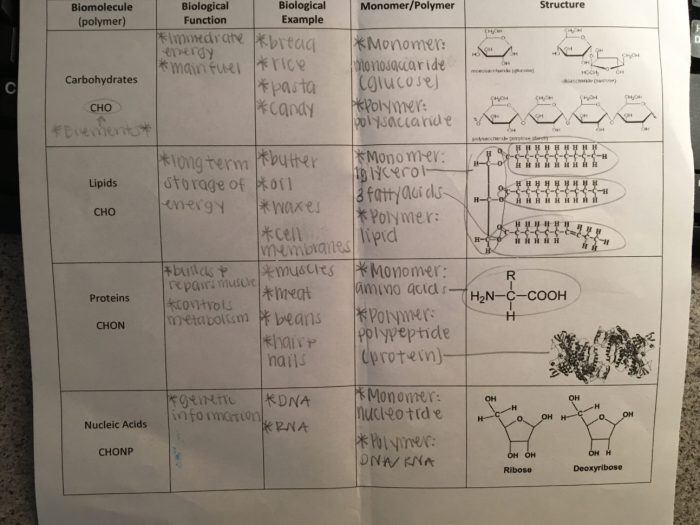 Amoeba sisters introduction to cells answer key