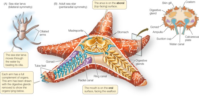 Select the true statements concerning echinoderms