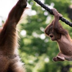 Tarzan swings through the jungle by hanging from a vine